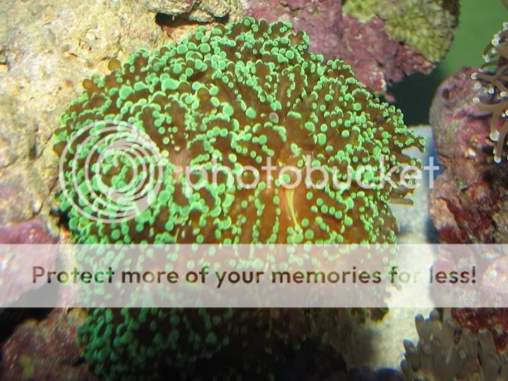 frogspawn.jpg