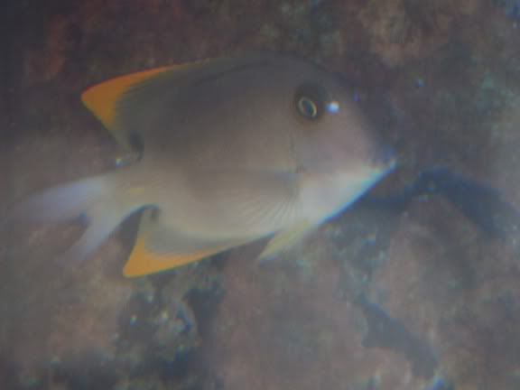tomini111.jpg