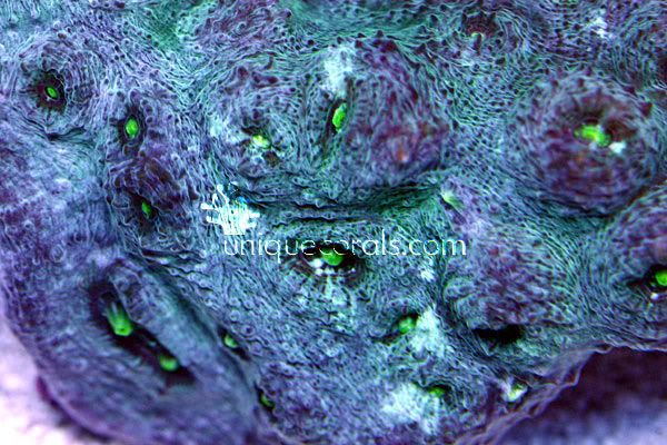 alieneye_macro-1.jpg