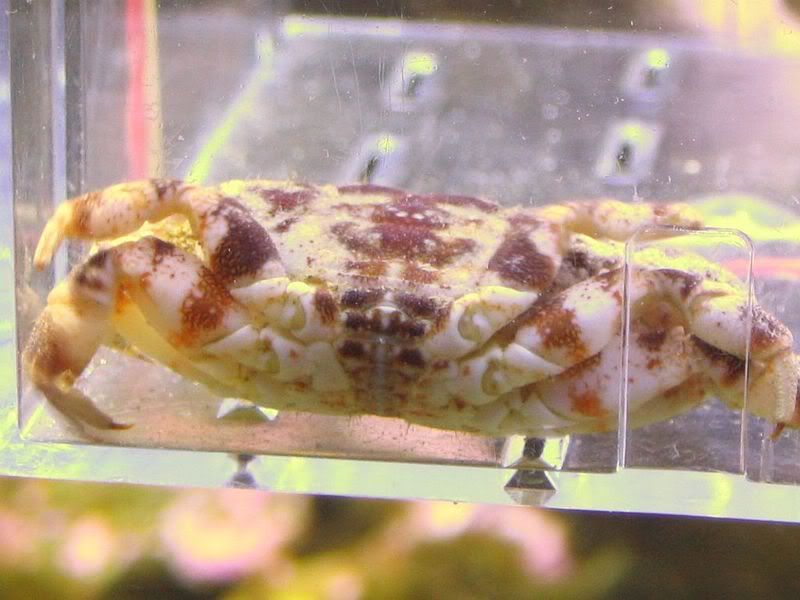 gorillacrab009.jpg