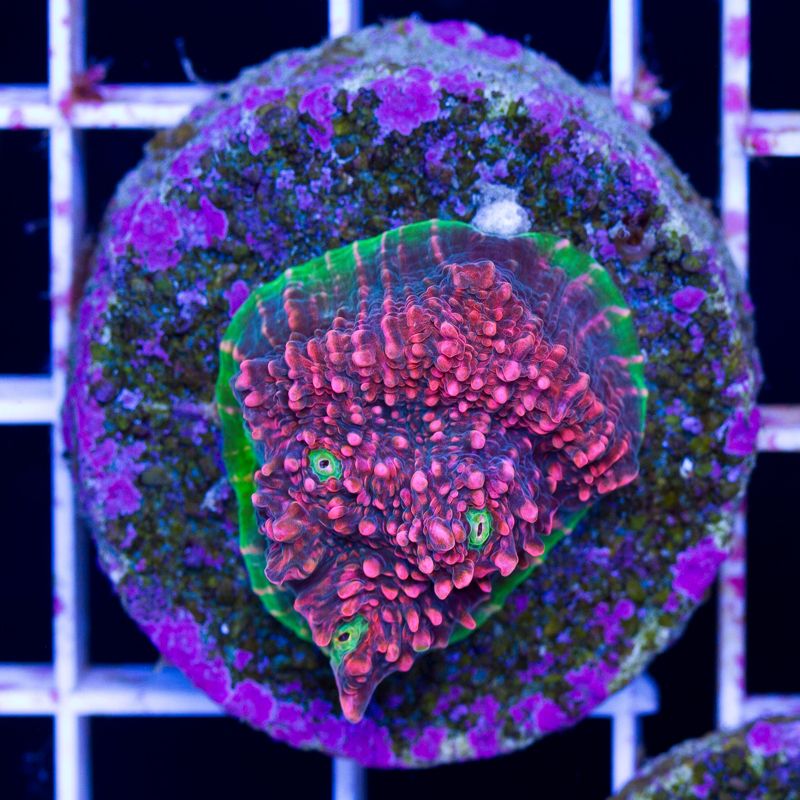 newcoral521b.jpg