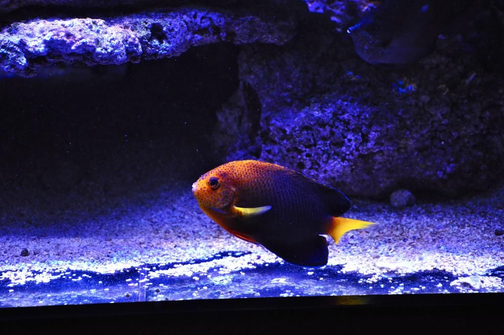 DSC_0003_zps9e99dd11.jpg