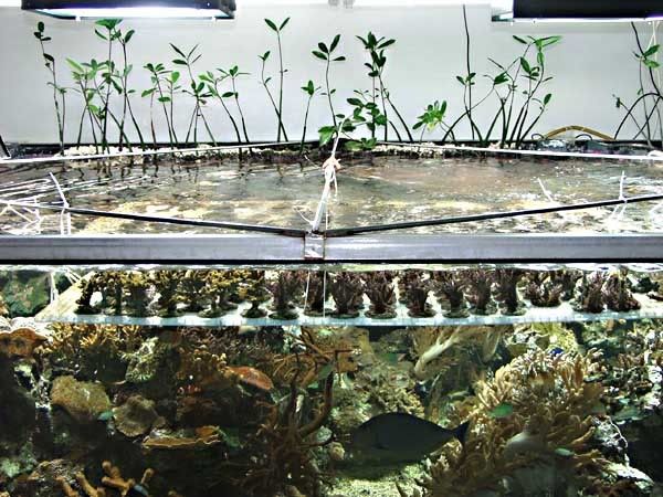 1Mangrove_forestK.jpg