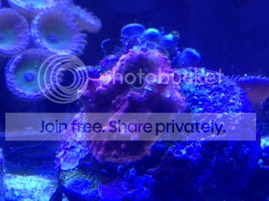 IMG_1403_zpsfdad4d54.jpg
