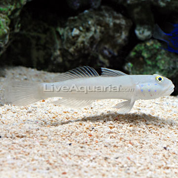 p-71263-goby.jpg
