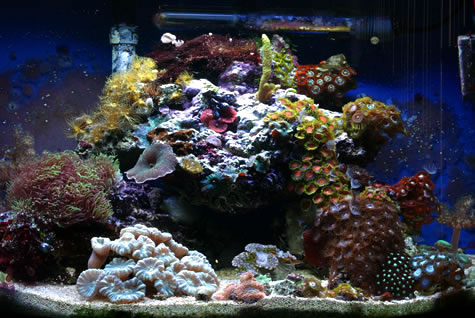040703tank1.jpg
