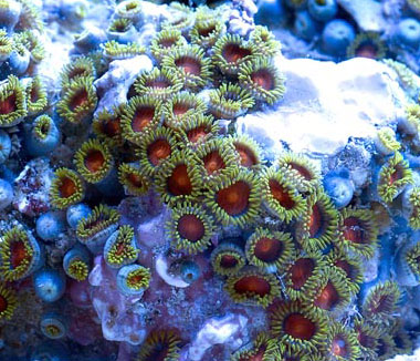 Assorted_Fiji_Zoa_Green.jpg