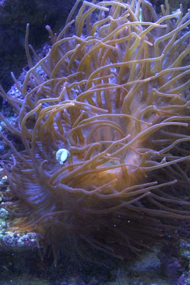 rose-anemone-wb.jpg