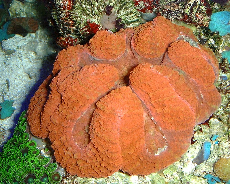 lobophyllia.jpg