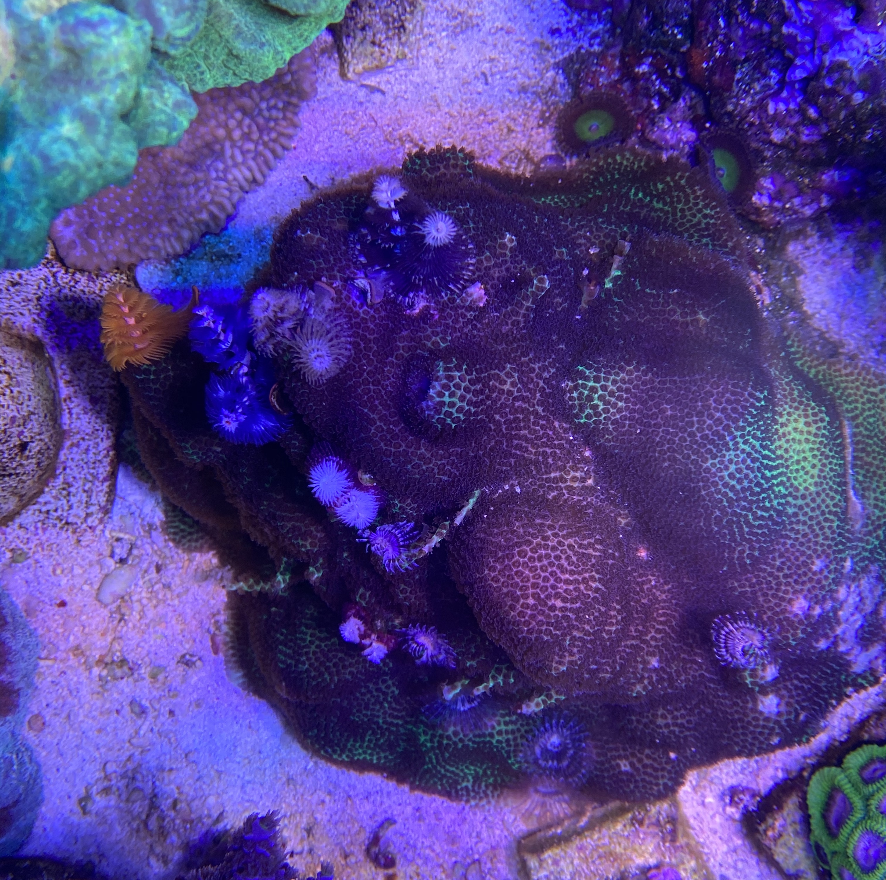 60055f84793d387f243e50abb88d6b9a.plist