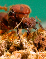 08ant-190.jpg