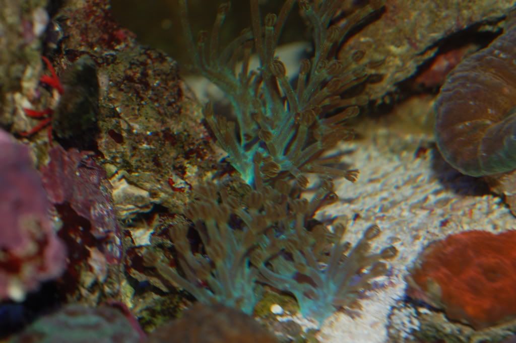 DSC_0259-1.jpg