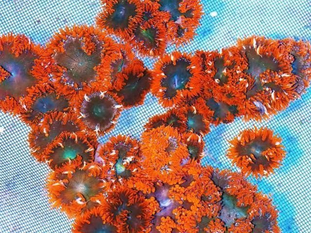 tn_34rockanemone_zpsj9o94ctg.jpg