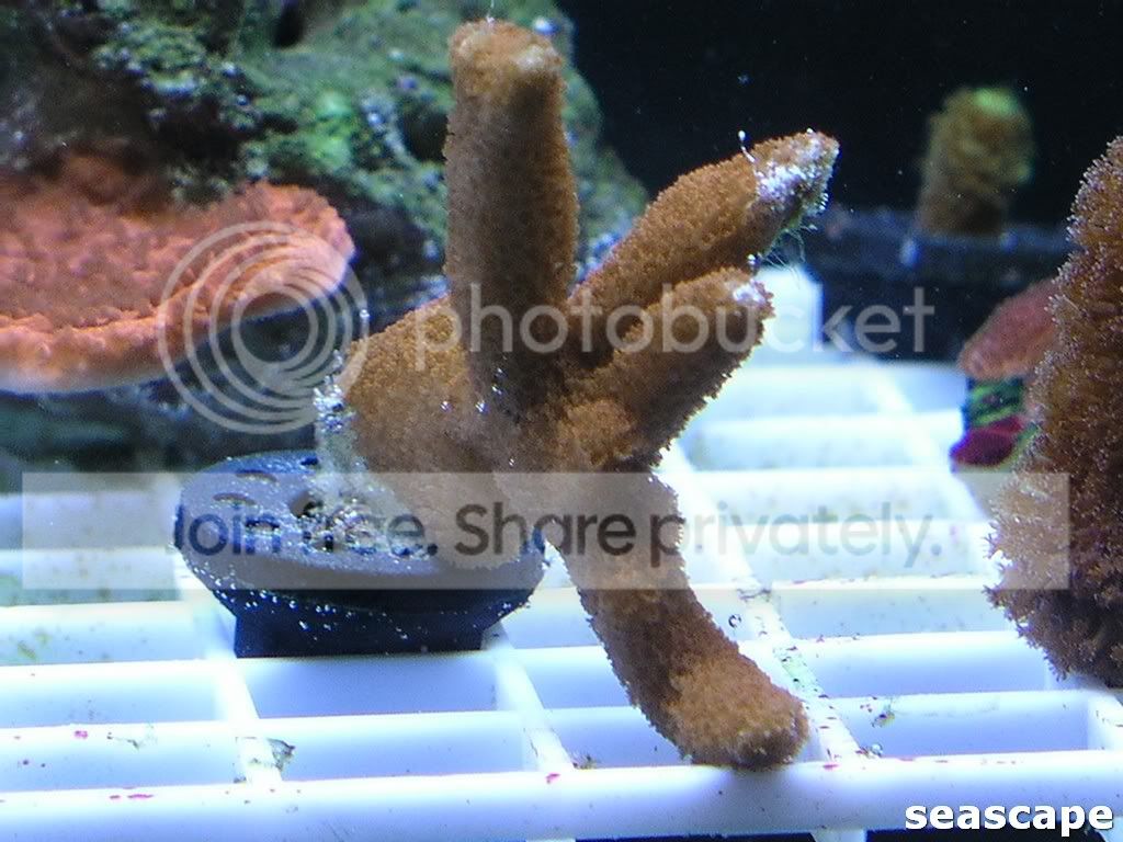 june2409corals205.jpg