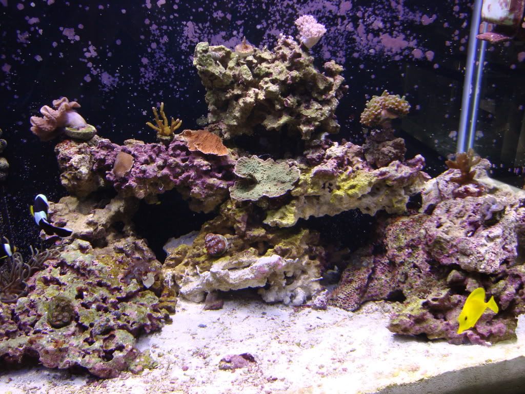 FirstSPSandclamOctober10014.jpg