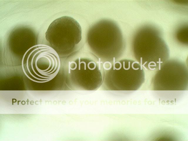 Picture054.jpg
