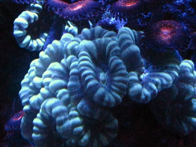 NewZoapics038.jpg