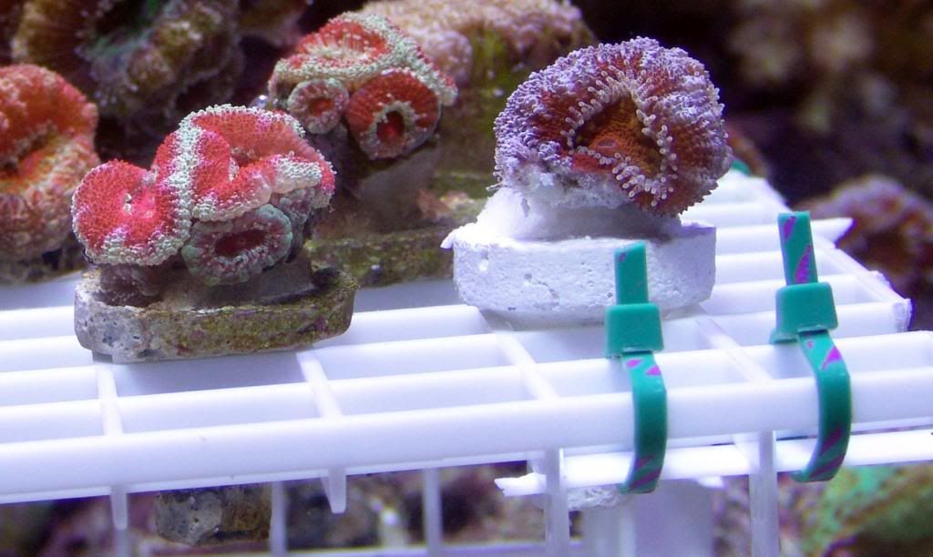 acans2.jpg