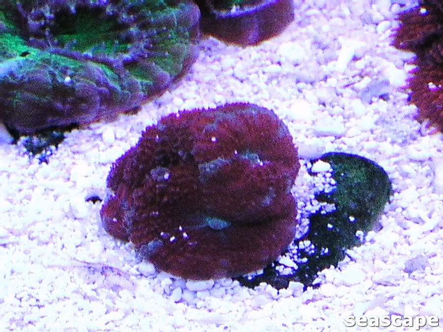 acans180g011.jpg
