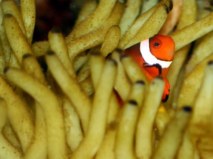 ClownfishinRubberAnemone2.jpg