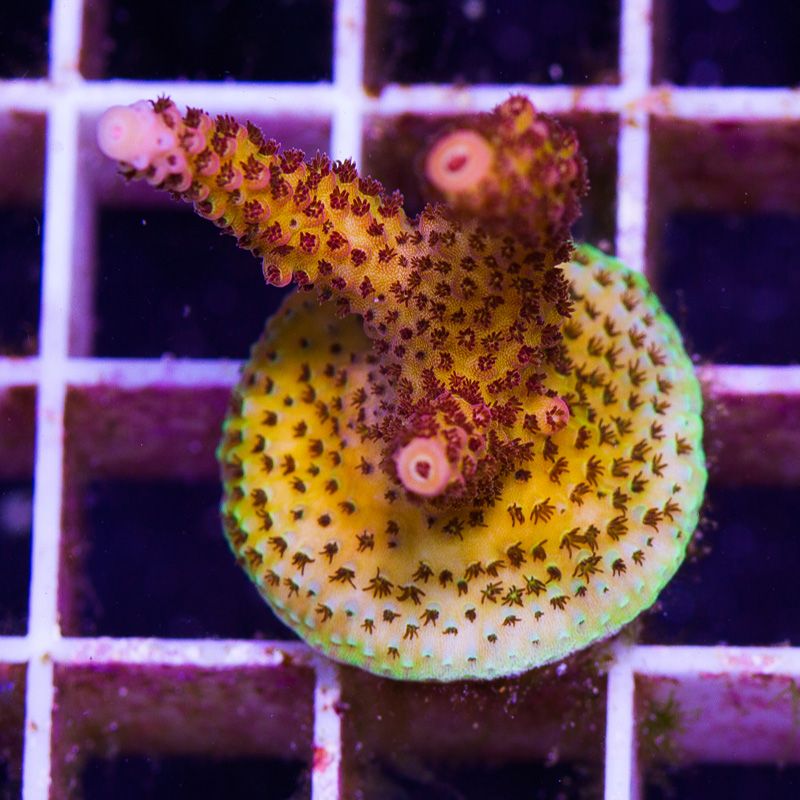 newcoral1510b.jpg