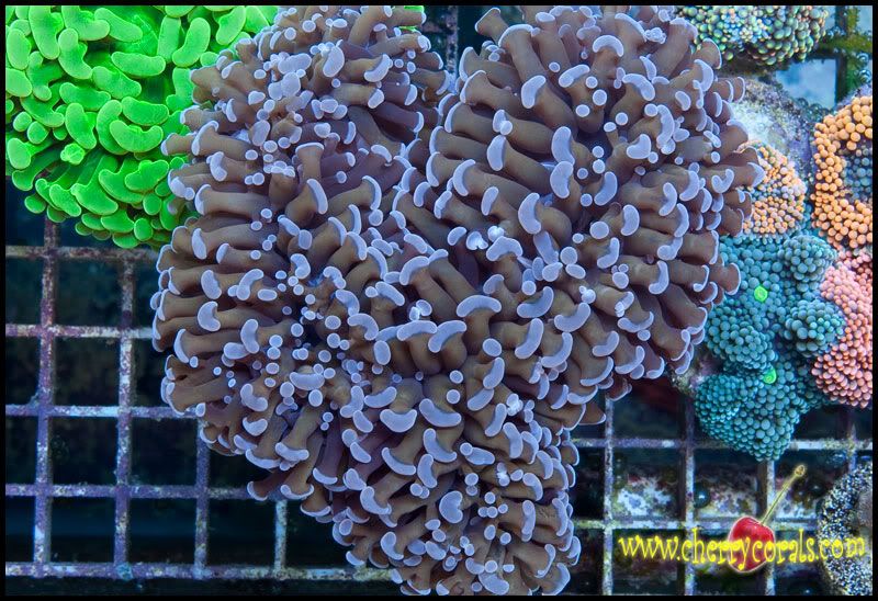 NewCorals300_6.jpg