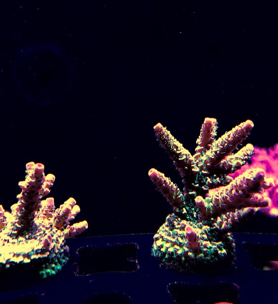 vxI6o74.jpg