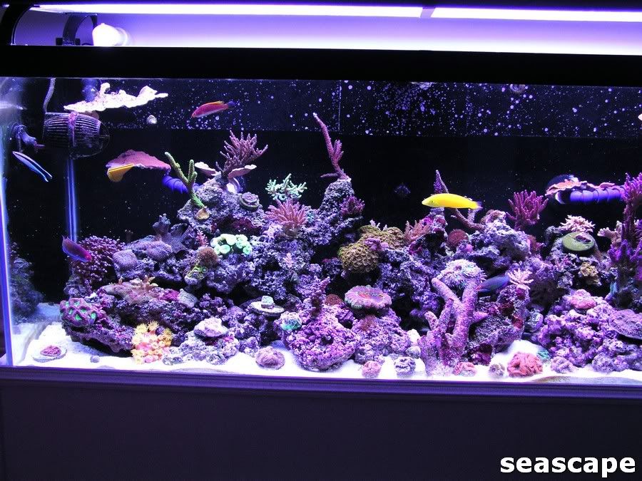new75g003.jpg