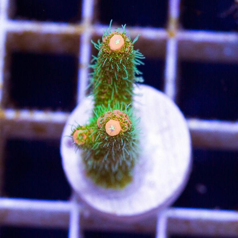 newcorals-3041b.jpg~original