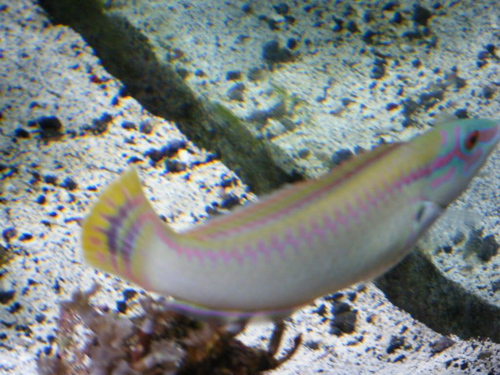 DSCF0132.jpg