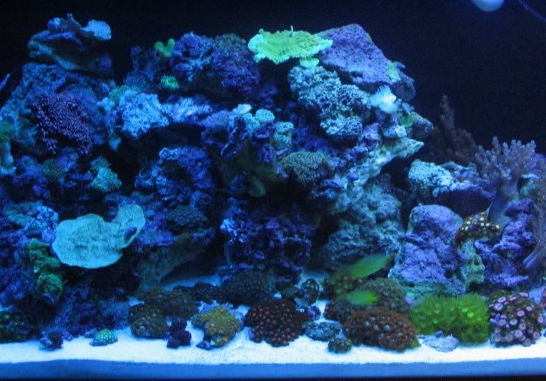 65g_fullactinic2.jpg