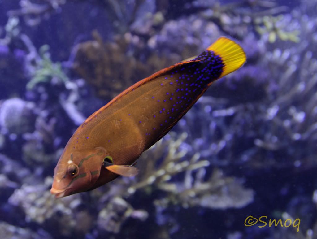 wrasse.jpg