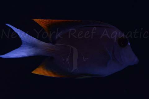 DSC_5048_zpsbwvlmhd3.jpg