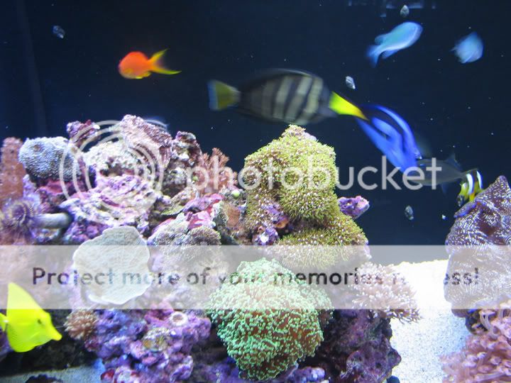 fishes.jpg
