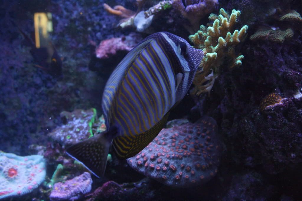 sailfin.jpg