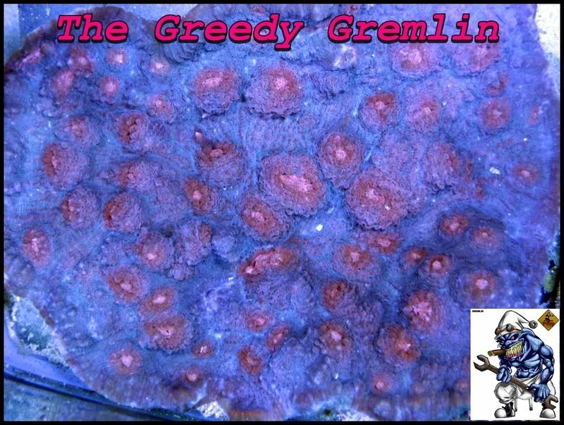 greedygremlin-1.jpg
