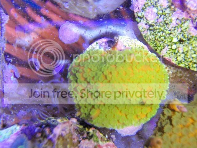 coral4sale002.jpg