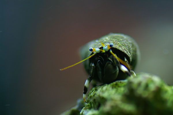 snail2.jpg