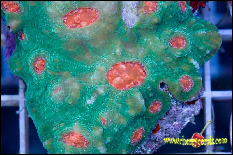 NewCorals-1.jpg