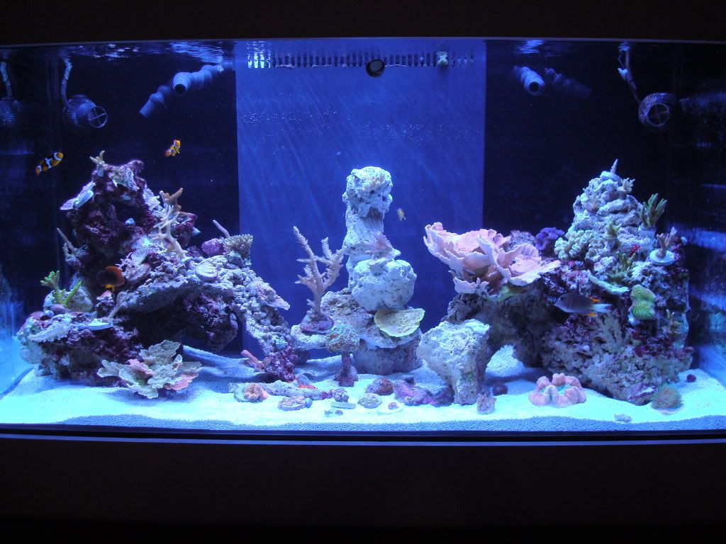 Tank2009june031.jpg