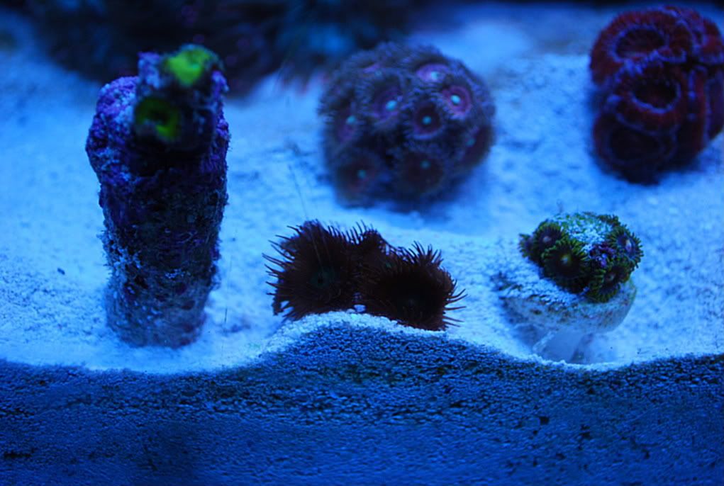 6BrnGrnCenterButtonPolyps10.jpg