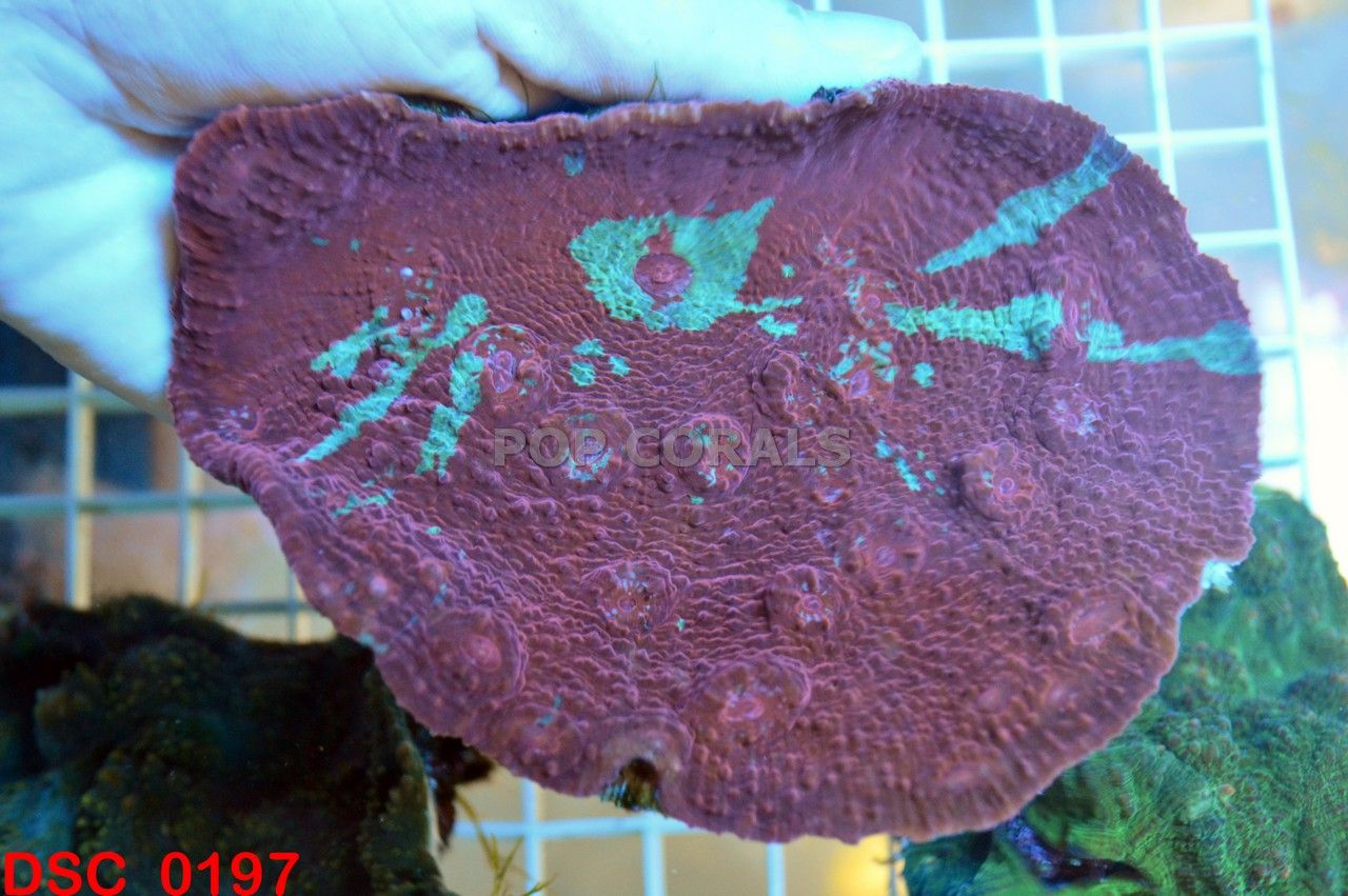 DSC_0197_zps3cc3e82b.jpg