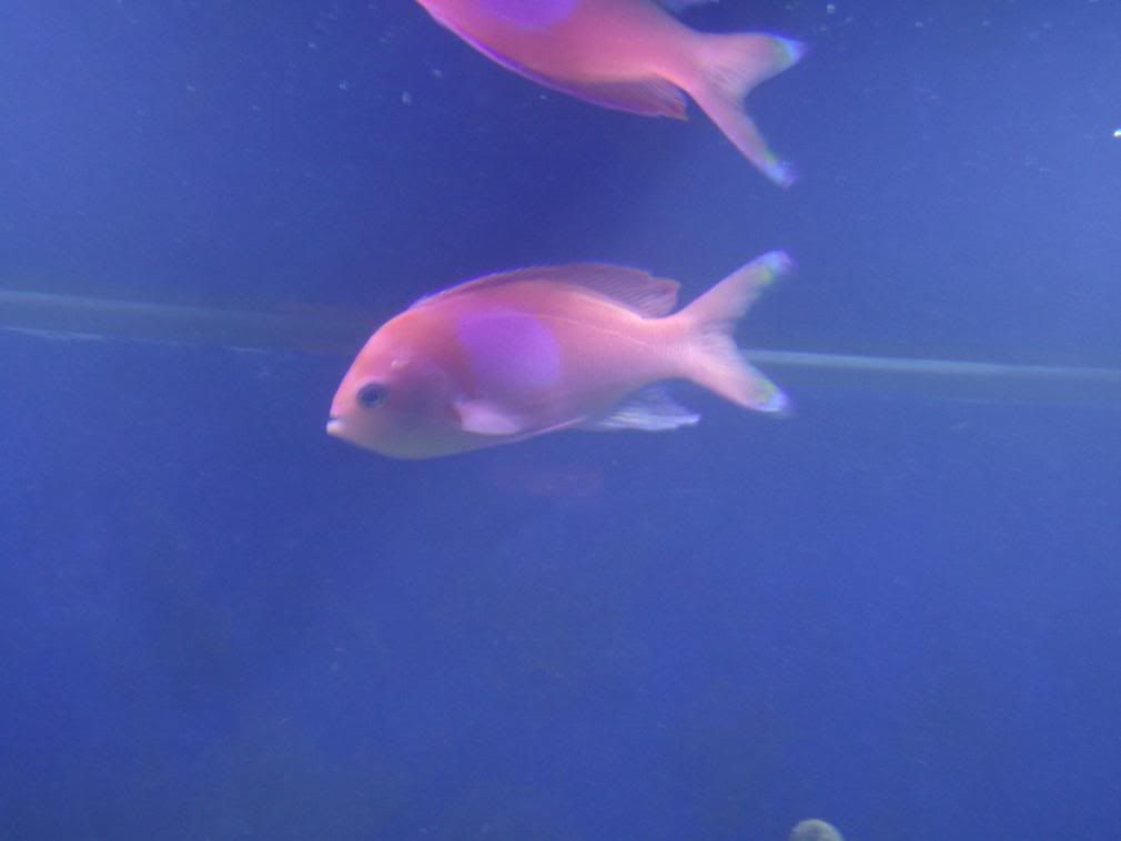 jayfish049.jpg