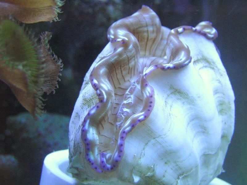 65g_derasa.jpg