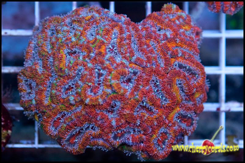 Coral_1-2.jpg