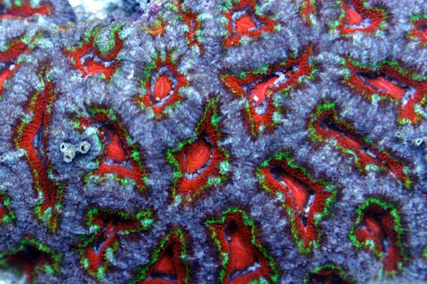 wildchild_australian_acan.jpg