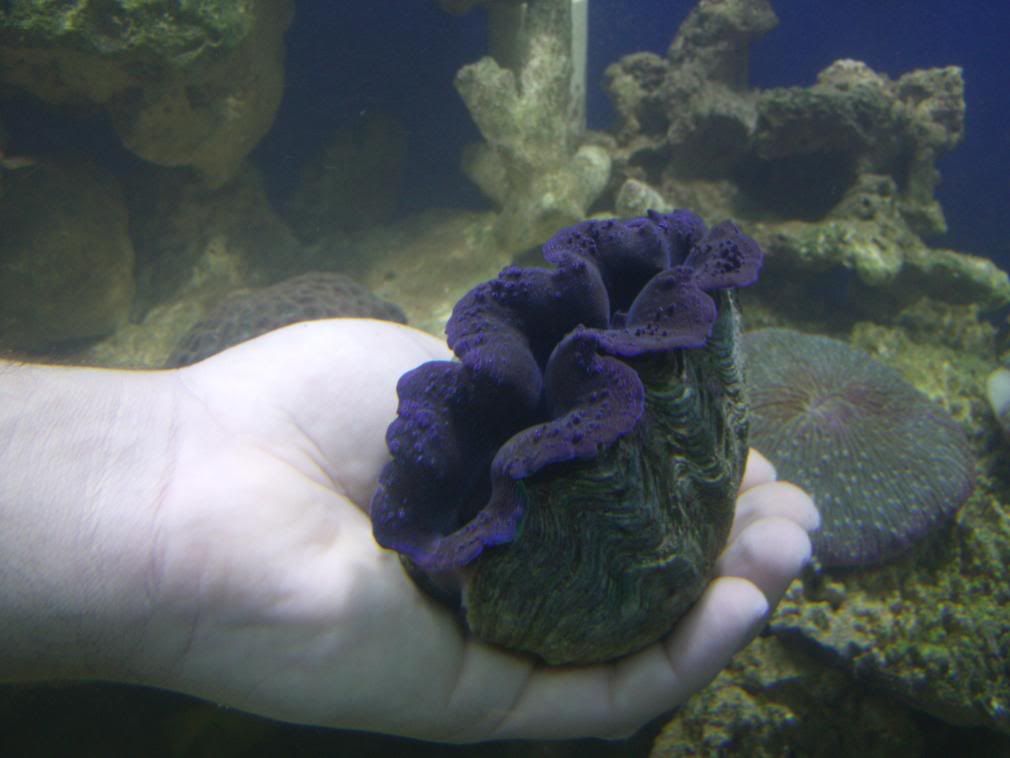 jayfish100.jpg