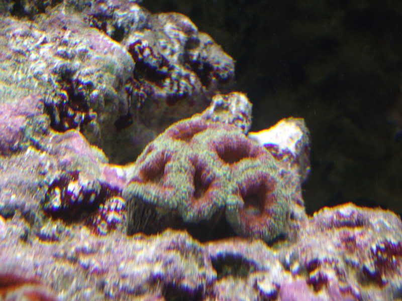 jayfish004.jpg