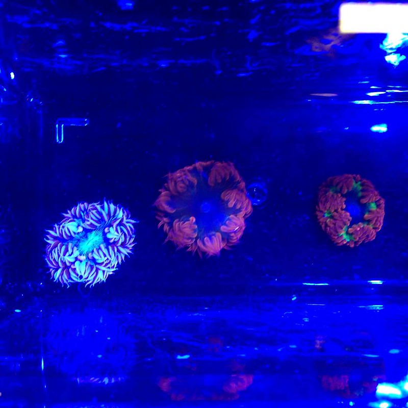 15206273508_049fefc769_c.jpg