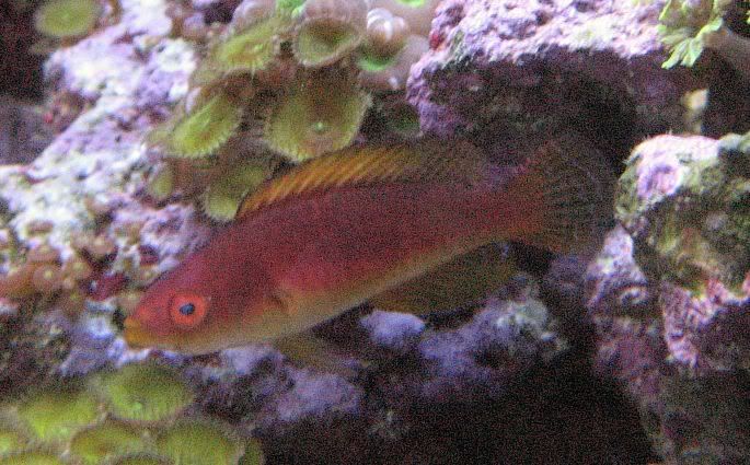 65g_fish014.jpg